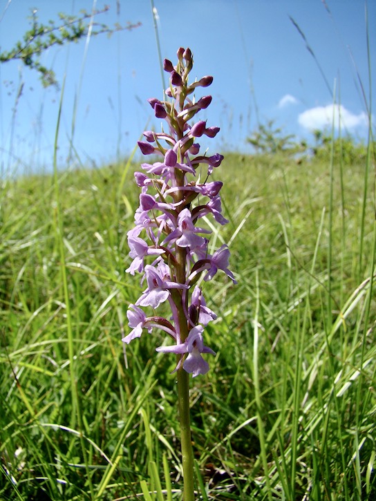 fragrant
